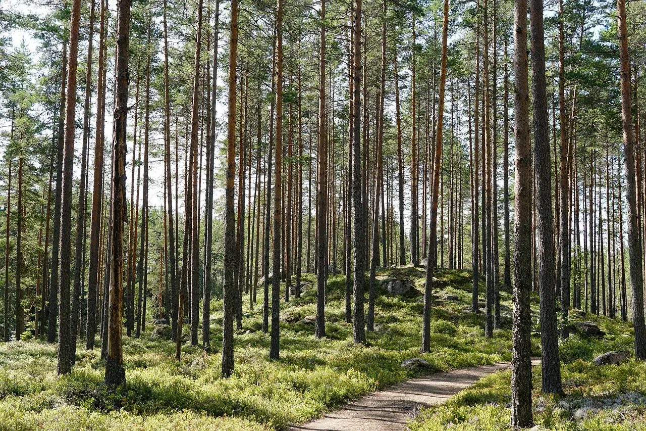 Natuur Värmland, uitgestrekt dennenbos in Värmland met een wandelpad richting Hus Björken in Hagfors