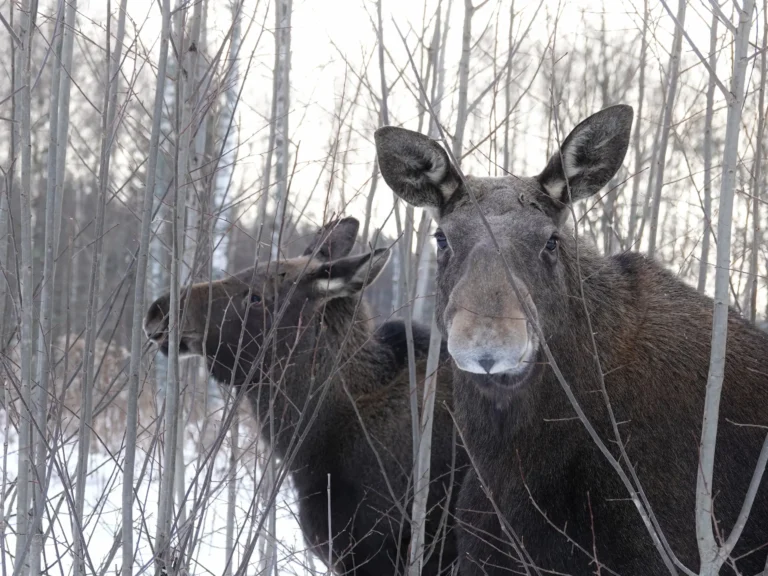 Elanden in de natuur van Värmland, Zweden – onvergetelijke ontmoetingen dichtbij vakantiewoningen in Värmland.