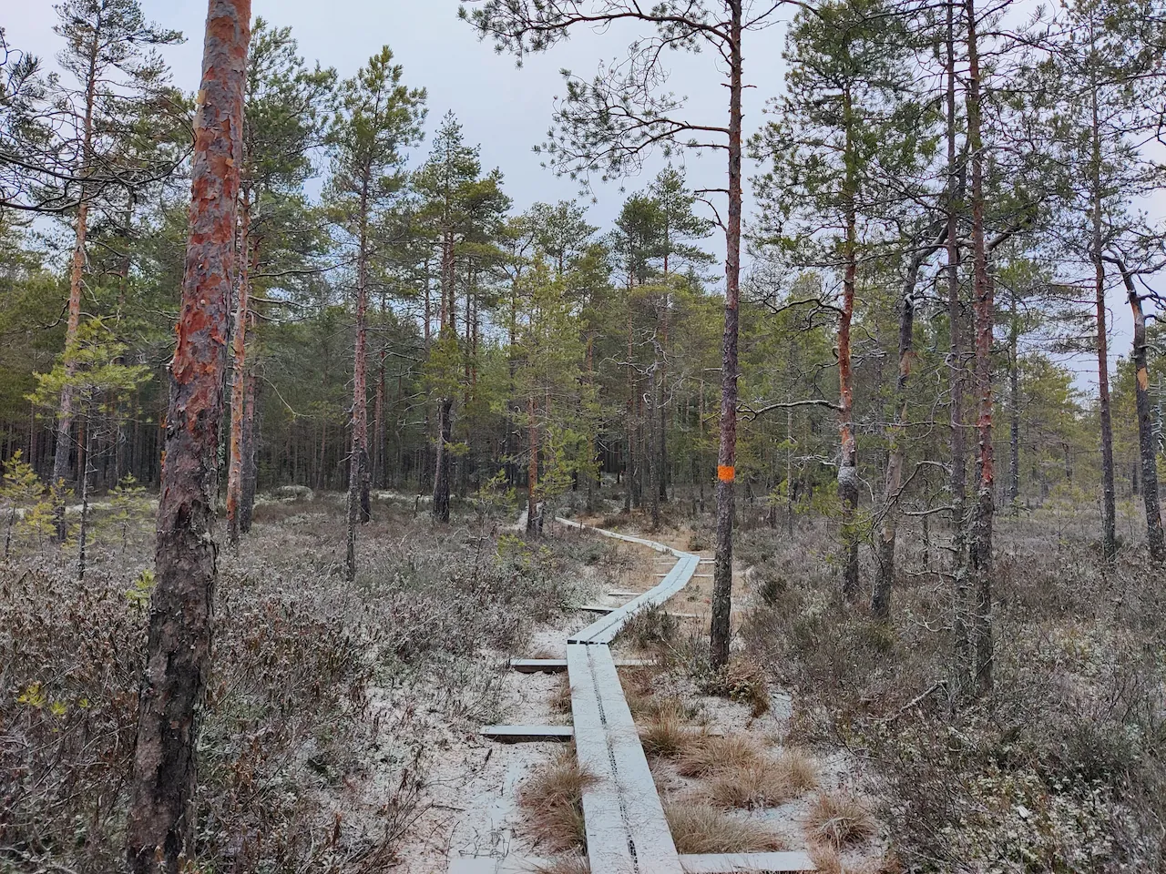Houten vlonders tijdens wandeling Munkfors