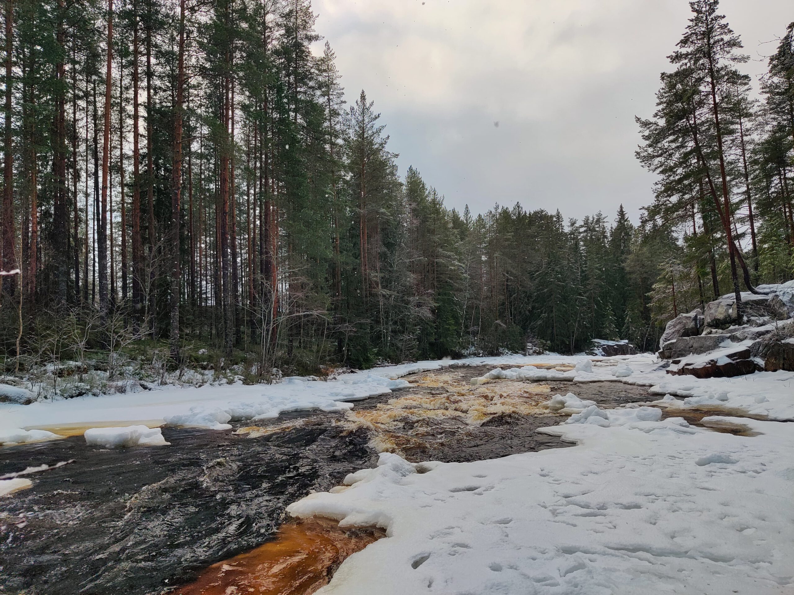 Roestkleurige rivier omgeven door sneeuw in de natuur van Värmland