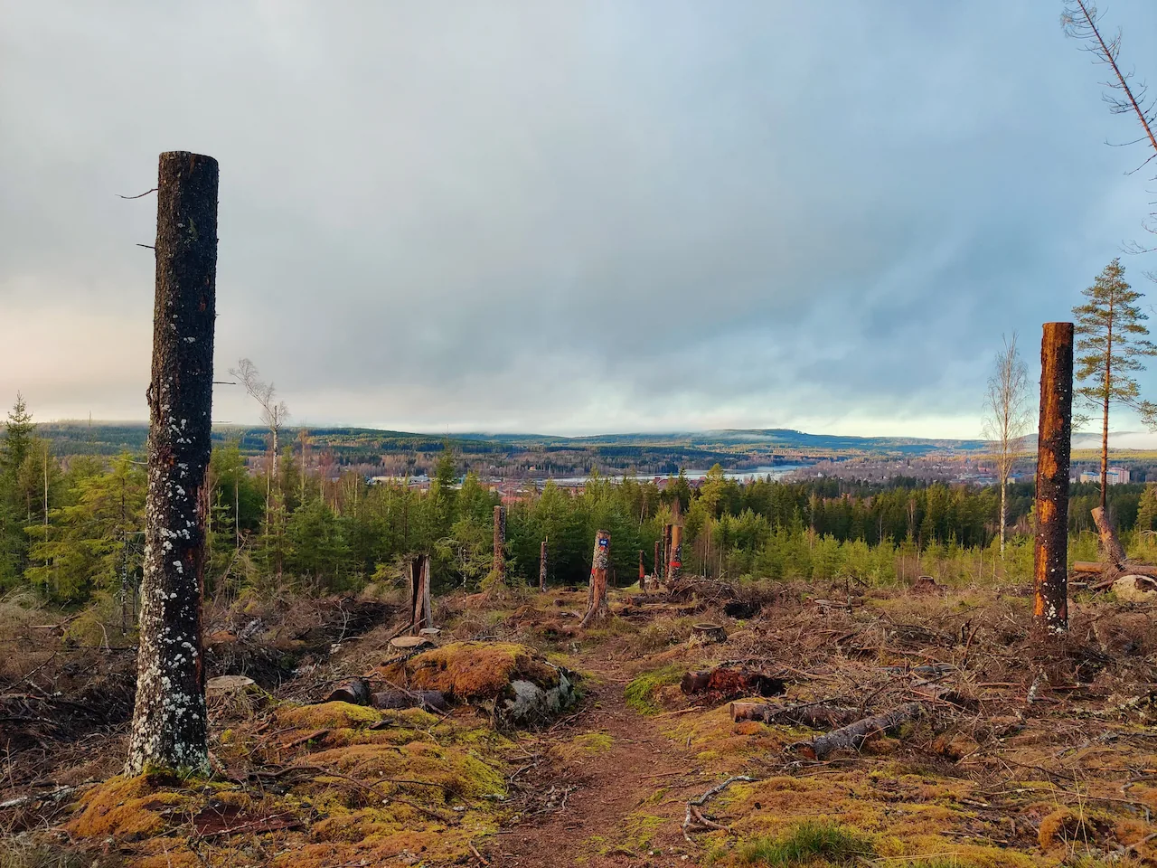Uitzicht over Hagfors, met duidelijk zichtbare rode route-markeringen op de bomen langs het pad.