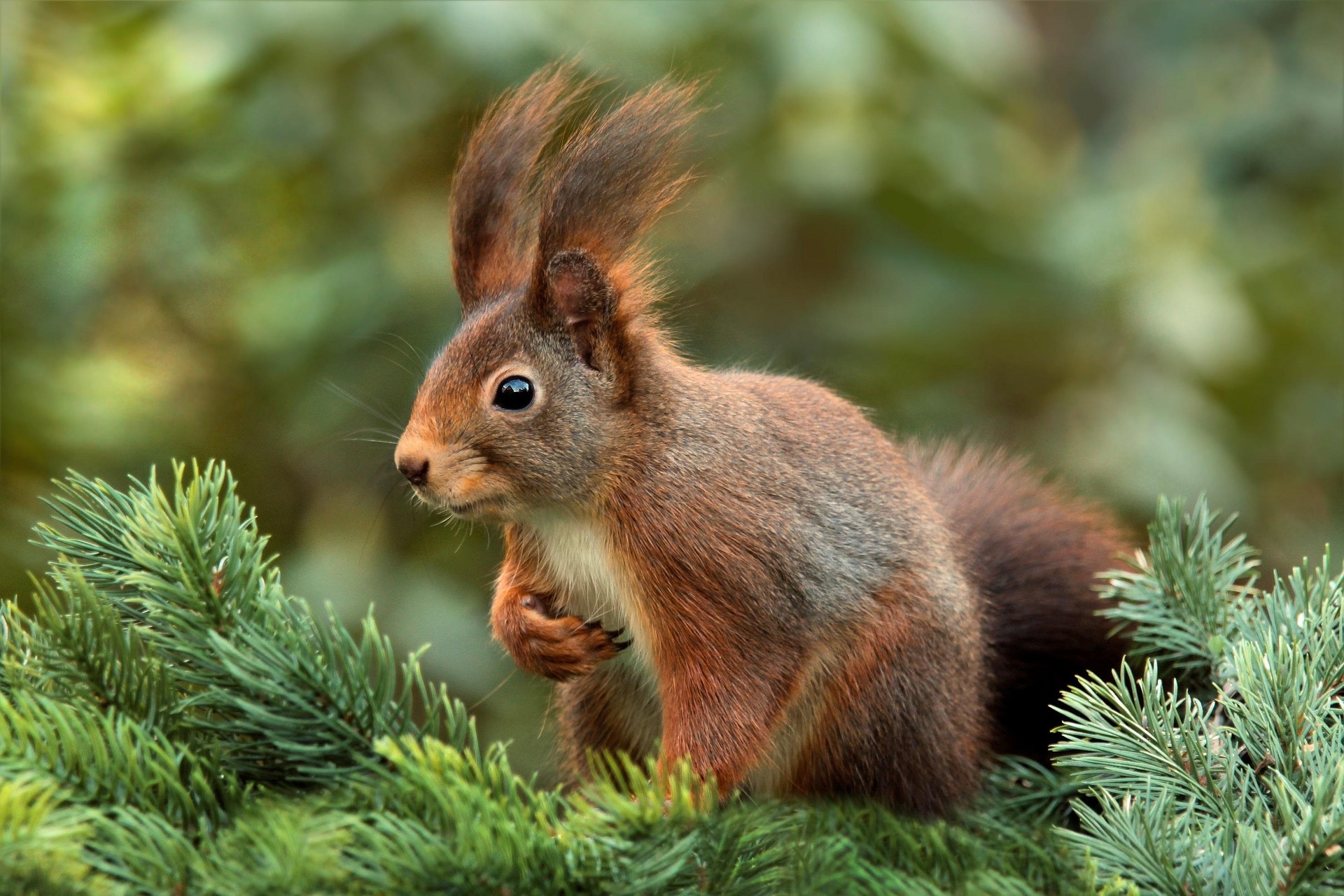 Eekhoorn in een boom gespot tijdens een wandeling door de natuur van Värmland