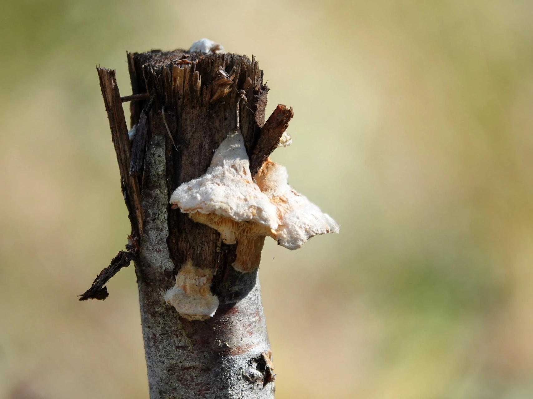 Dat is een mooi beeld dat goed past bij de focus op hout en natuur van Hus Bjorken. Voor de alt-tekst houden we je keyword weer centraal.
Hier zijn de suggesties:
1. Alt-tekst (Optimale SEO)
"Paddenstoelen op een dode boomstam in het bos tijdens het wandelen in Värmland.