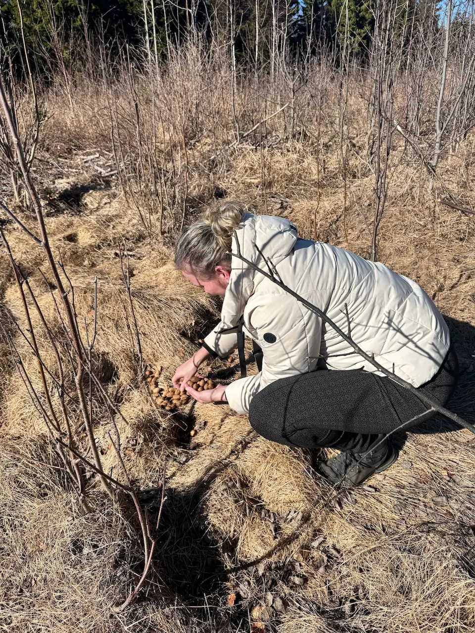 Patricia raapt elandkeutels langs het pad tijdens het wandelen in Värmland bij Värmlandsgården.