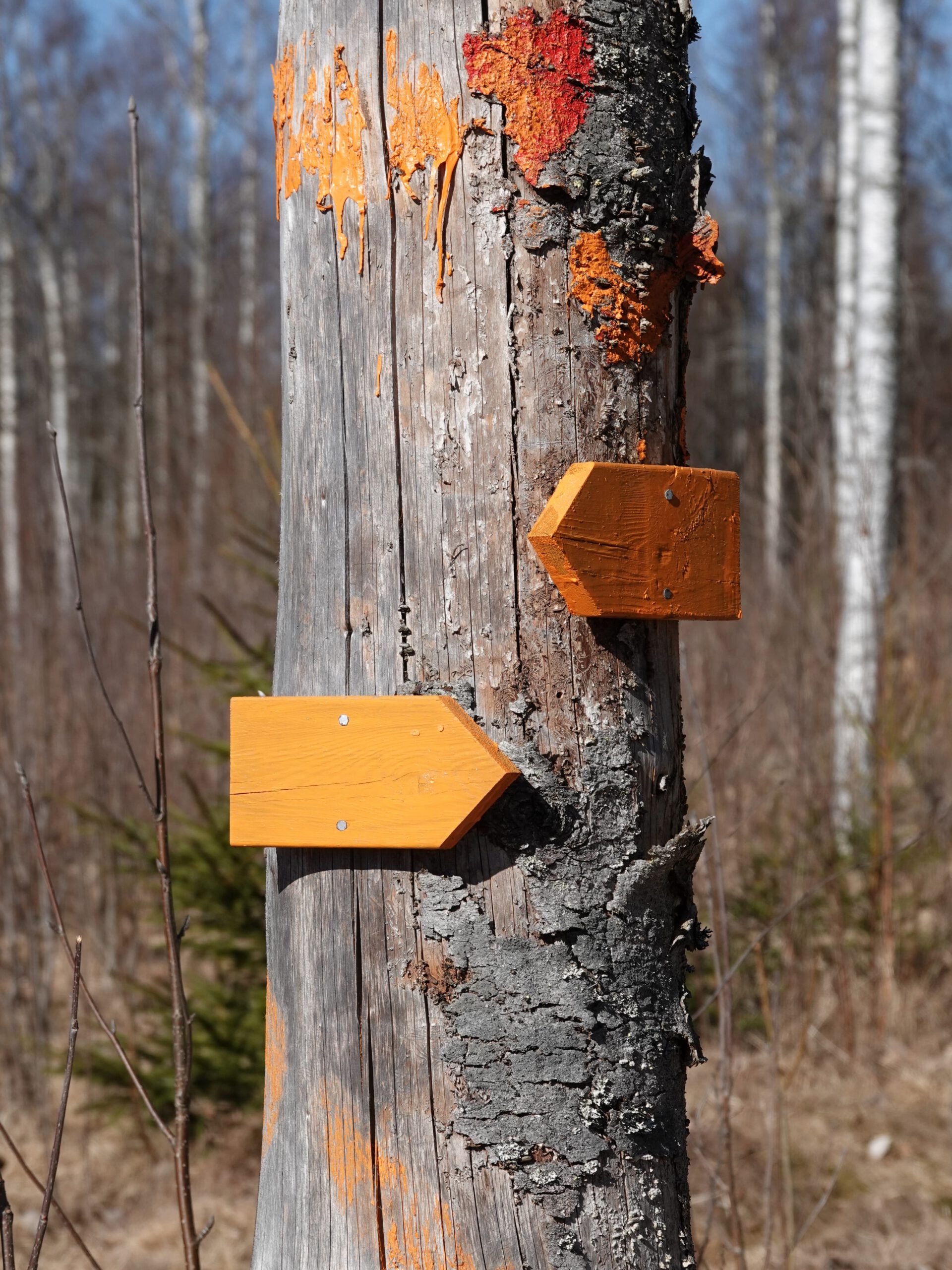 Route gemarkeerd met pijlen en stippen op bomen tijdens wandeling in Värmland