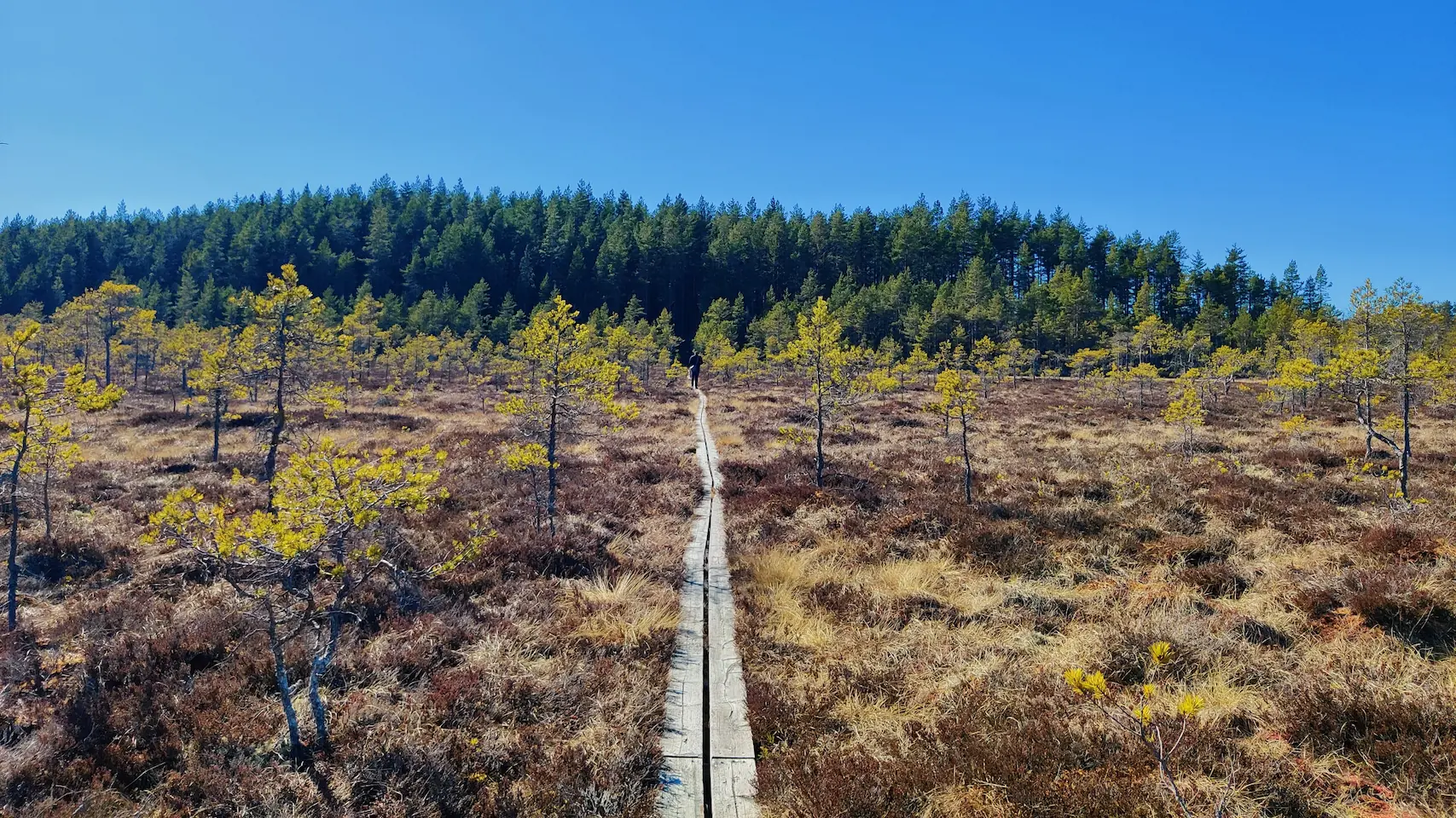 Vlonderpad door een veenachtig gebied met jonge dennenbomen in Värmland