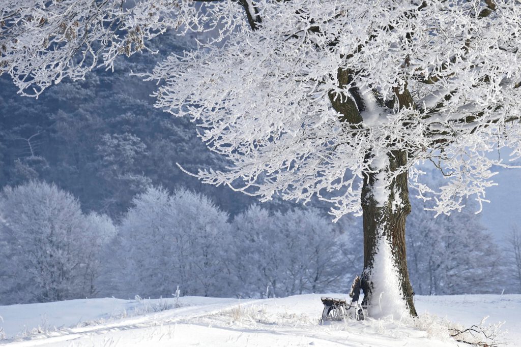 Besneeuwd landschap in de natuur Värmland met een eenzame boom en een houten bankje, vlakbij vakantiehuis Hus Björken.