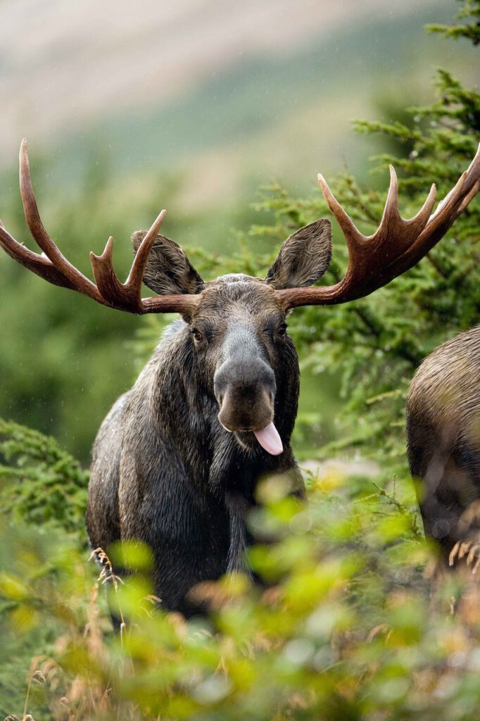 Bezoek de Elandenfarm: ontmoet de indrukwekkende elanden in hun natuurlijke omgeving in Värmland.